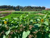 cover crop trail Hansen